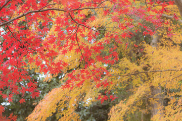 赤と黄色の紅葉