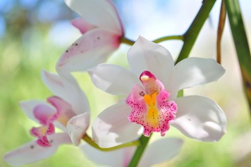 orchid flower