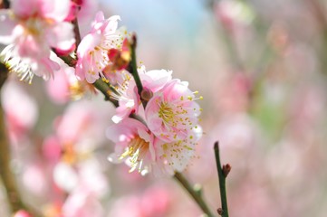 sakura flower in north Thailand