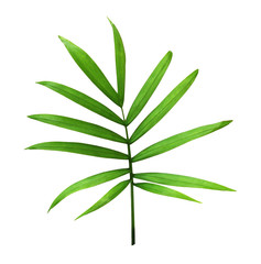 Fototapeta na wymiar Green leaf of chameadorea palm