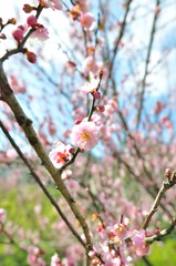sakura flower in north Thailand