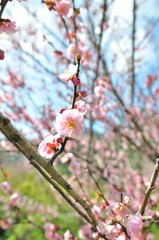 sakura flower in north Thailand