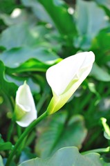 Obraz premium beautiful flower