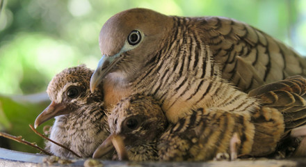 Mother bird sitting in the nest with her  baby birds, close up,blur background.