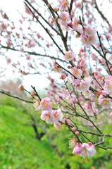 sakura flower in north Thailand