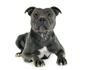 staffordshire bull terrier