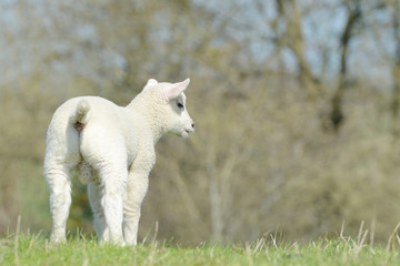 Obraz premium cute white sheep lamb standing on pasture and looking