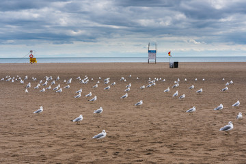 seagulls at the beach