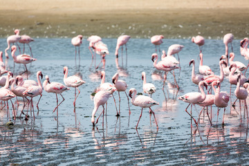 Obraz premium A swarm of pink flamingos searching for food in the water, Walvis Bay, Namibia, Africa