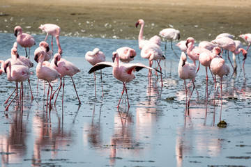 Naklejka premium A swarm of pink flamingos searching for food in the water, Walvis Bay, Namibia, Africa
