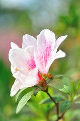 beautiful white flower