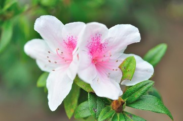 beautiful white flower