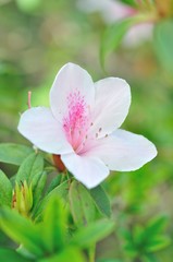 beautiful white flower
