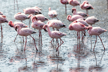 A swarm of pink flamingos searching for food in the water, Walvis Bay, Namibia, Africa