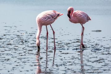 Two pink flamingos searching for food in the water, Walvis Bay, Namibia, Africa