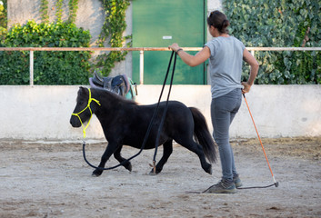 miniature horse with halter
