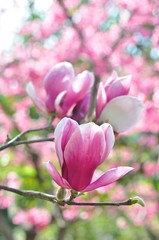 Obraz na płótnie Canvas magnolia flower