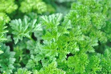 fresh lettuce in farm
