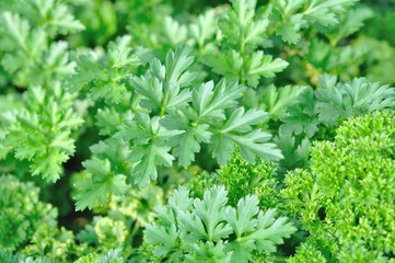fresh lettuce in farm