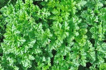 fresh lettuce in farm