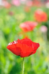 Fototapeta premium poppy flower