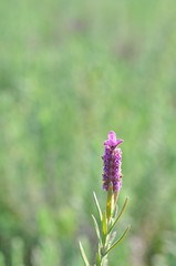 lavender flower in North of Thailand
