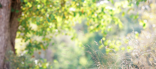 summer sunny and joyful forest