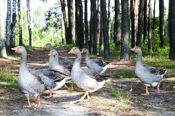 gray geese on lawn in forest