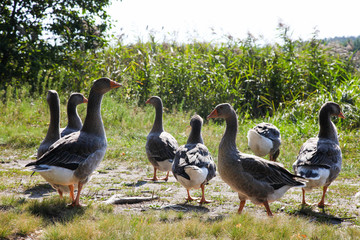 gray geese grazes on green lawn