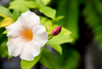 Obraz na płótnie Canvas Morning glory flower pattern of cream color. White Japanese knotweed aka morning glory flower on a vine