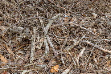 Forest soil with dry small branches and pine needles as background