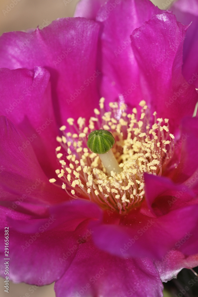 Canvas Prints detail of pink prickly pear cactus flower.