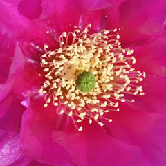Detail of pink prickly pear cactus flower.