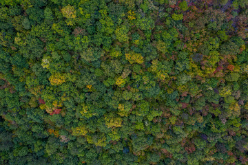 Aerial view of mountain trees during the autumn. Sky view of green trees with road.