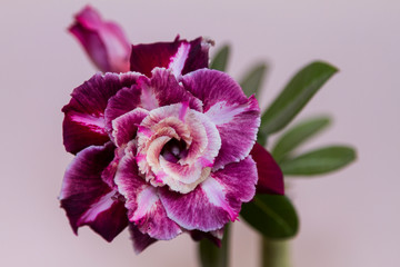 Beautiful flower rose or adenium on pink background. Concept for greeting card, woman day. Close up. Selective focus.