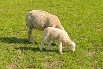 Obraz na płótnie Canvas Sheep on pasture is eating some grass
