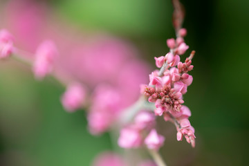Mexican Creeper (Antigonon Leptopus) or Coral Bells, Pink flowers with light effects in nature background.