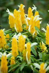 Pachystachys lutea is an ornamental plant. The flowers are beautiful yellow.
