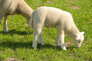 Fototapeta premium Sheep on pasture is eating some grass