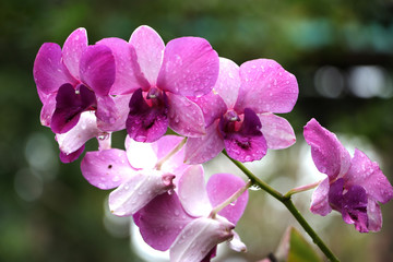 Obraz premium Purple orchid with water droplets attached to flowers