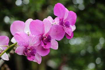 Fototapeta na wymiar Purple orchid with water droplets and bokeh as background