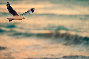 ull on the beach
