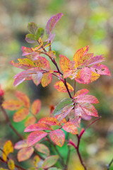 Bright yellow-red leaves of wild rose in the autumn forest.
