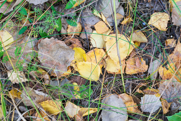 Fallen leaves, dry branches, needles on the ground in a summer forest.