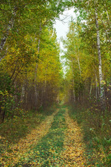 Birch grove on a bright sunny day in autumn.