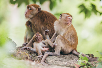 Naklejka na ściany i meble Mother macaqueand it's family in the jungle, Thailand.