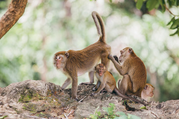 Mother macaqueand it's family in the jungle, Thailand.