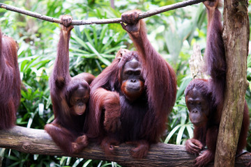 Orang Utan Monkey Ape Family - Endangered Wildlife Borneo Indonesia © cirquedesprit