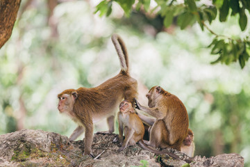 Mother macaqueand it's family in the jungle, Thailand.