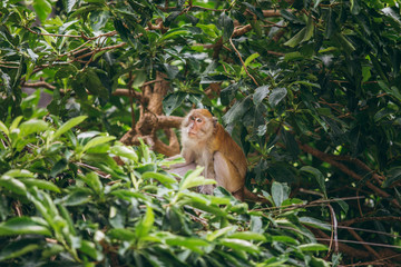 Fototapeta premium Mother macaqueand it's family in the jungle, Thailand.